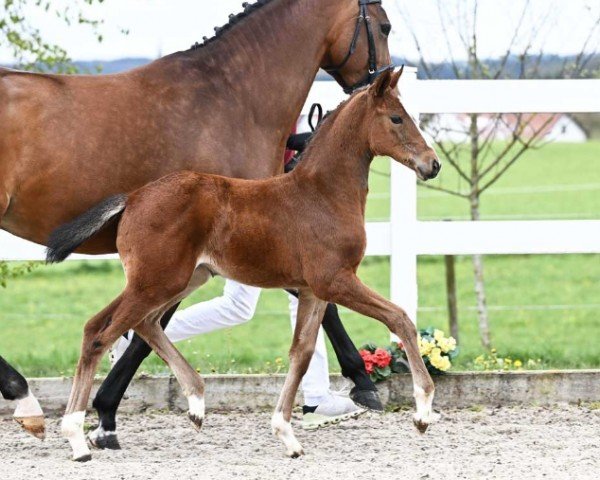 foal by Dimbala (German Sport Horse, 2024, from Denzel Vt Meulenhof)