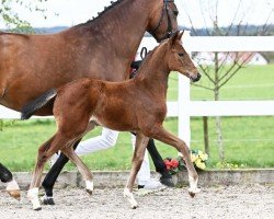 jumper Dimbala (German Sport Horse, 2024, from Denzel Vt Meulenhof)