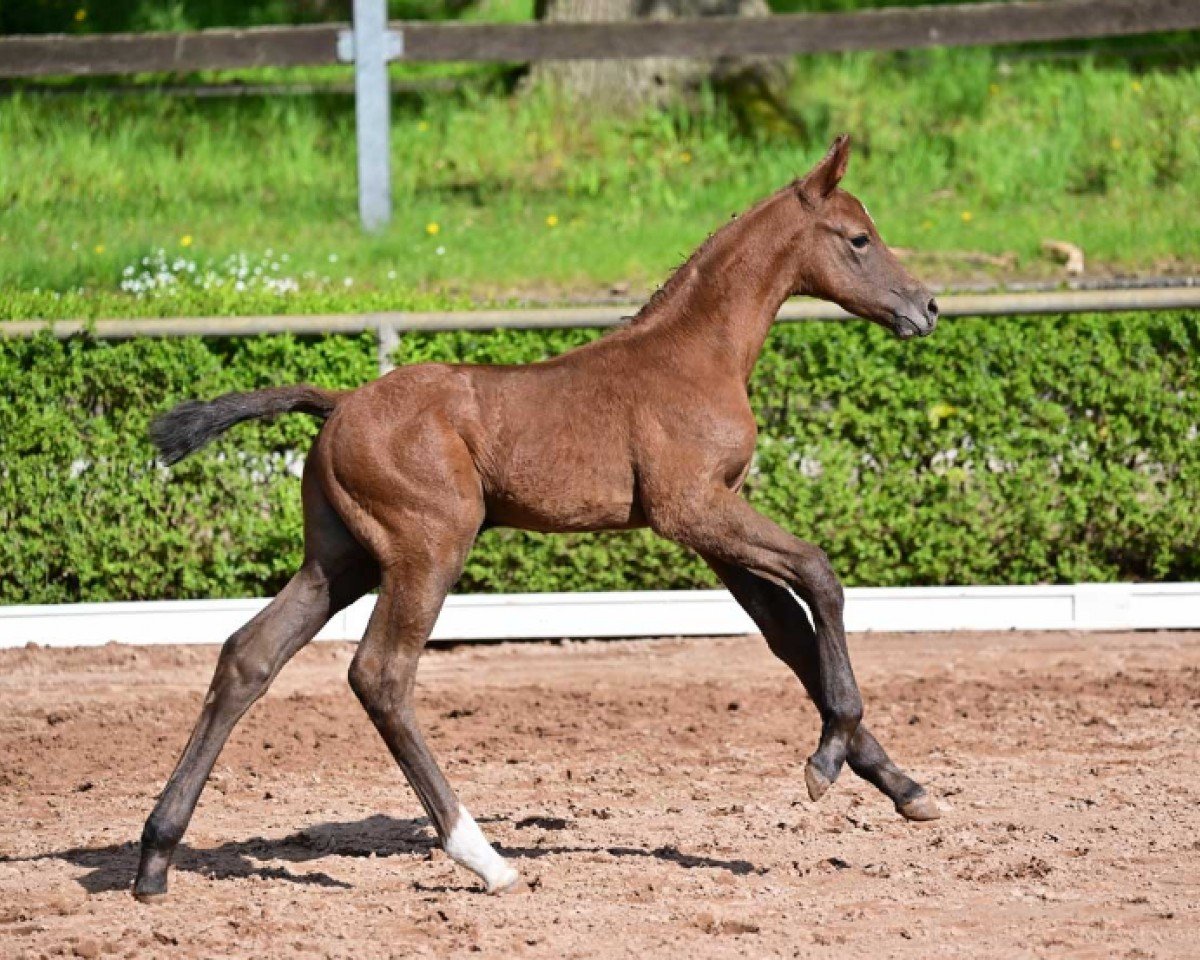 jumper Don't Touch (German Sport Horse, 2024, from Don van het Parelshof Z)