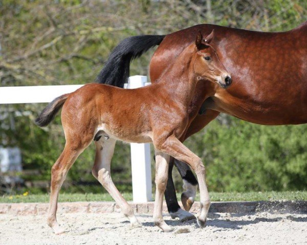 foal by Dakan (German Sport Horse, 2024, from Dourkhan Hero Z)