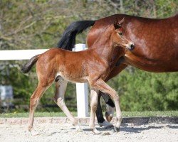 foal by Dakan (German Sport Horse, 2024, from Dourkhan Hero Z)