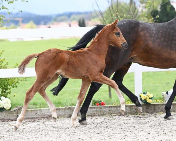 foal by Dynamic Girl (German Sport Horse, 2024, from Dynamic Dream)