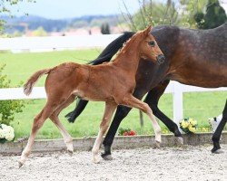 Fohlen von Dynamic Girl (Deutsches Sportpferd, 2024, von Dynamic Dream)