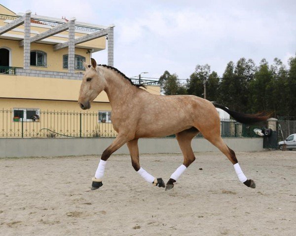 dressage horse Nina Da Fonte (Lusitano, 2017)