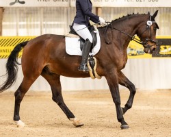 dressage horse Flips 23 (Zweibrücken, 2010, from Florentianer)