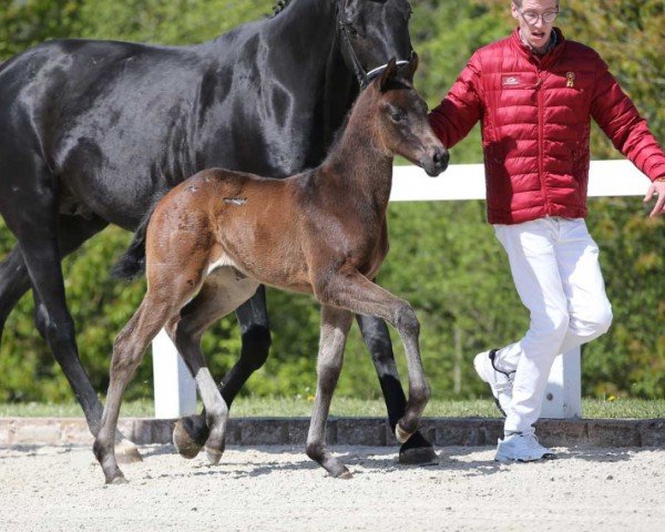 Fohlen von Diva Milena (Deutsches Sportpferd, 2024, von Dynamic Dream)