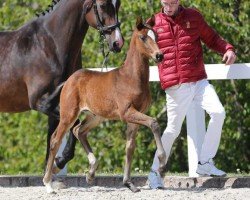 foal by Fairento (German Sport Horse, 2024, from Fair Deal)