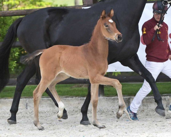 Fohlen von Fusion Lady (Deutsches Sportpferd, 2024, von Fusionist)