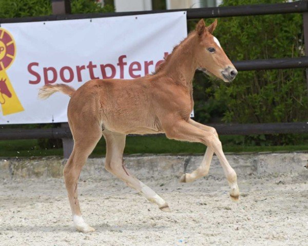 foal by Gepsom Boy (German Sport Horse, 2024, from Gepsom)