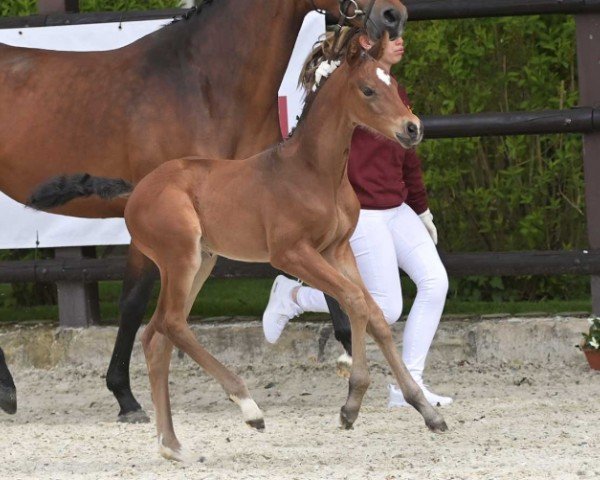 foal High Motion (German Sport Horse, 2024, from Highway Tn N.O.P.)