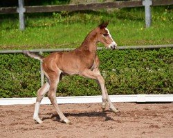 foal by Okawango (German Sport Horse, 2024, from DSP Oganero P)