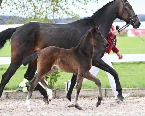 Fohlen von Shelby (Deutsches Sportpferd, 2024, von Scalatore)