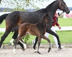 Fohlen von Shelby (Deutsches Sportpferd, 2024, von Scalatore)