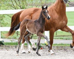 dressage horse Sissi (German Sport Horse, 2024, from Sebastino PS)