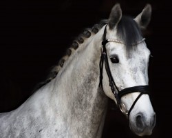 jumper Fräulein Flora 5 (Oldenburg show jumper, 2018, from Favorit Ask)