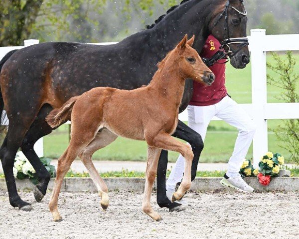 Fohlen von Vetruv (Deutsches Sportpferd, 2024, von DSP VA Bene)