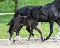 foal by Vallerie (German Sport Horse, 2024, from Van Vermeer)