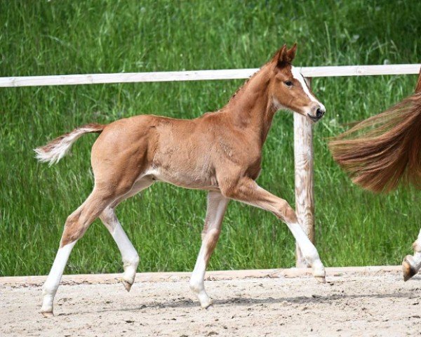 foal by Valette (German Sport Horse, 2024, from Van Vermeer)
