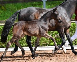 Dressurpferd Vision Gold (Deutsches Sportpferd, 2024, von Vision)