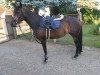 broodmare Pia L (German Riding Pony, 2017, from Primus)