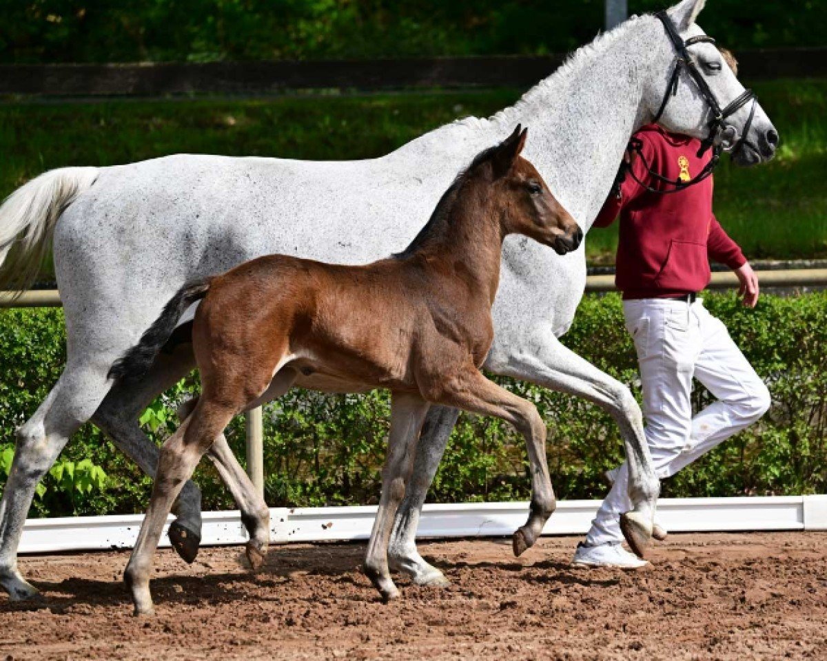 Springpferd Zauberlehrling (Deutsches Sportpferd, 2024, von Zinedream)