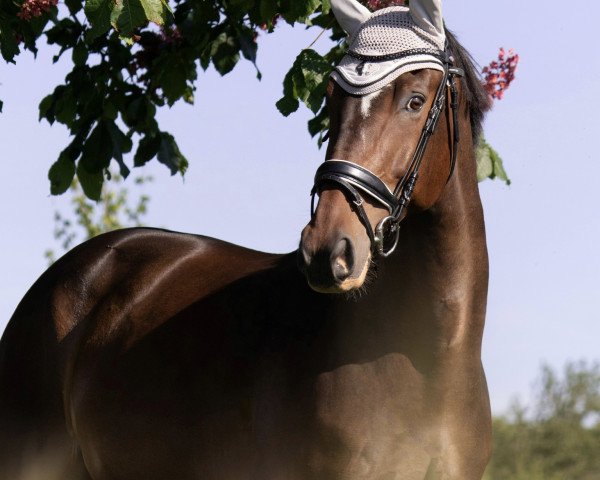 horse Galliano (KWPN (Royal Dutch Sporthorse), 2011, from Uphill)