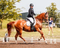 broodmare Suzi Quatro 2 (Oldenburg, 2009, from Status Quo)