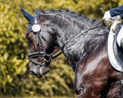 dressage horse Waira 2 (Sachs-door. Heavy Warmbl., 2008, from Centrus)