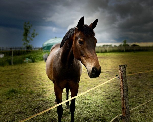 Springpferd Shakira 514 (Deutsches Sportpferd, 2014, von Cheetano)