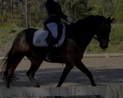 dressage horse Werbelin 4 (German Riding Pony, 2016, from Wengelo's Nelson)