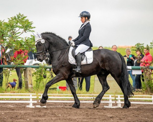 dressage horse Apollon von Lungau (Friese, 2016)