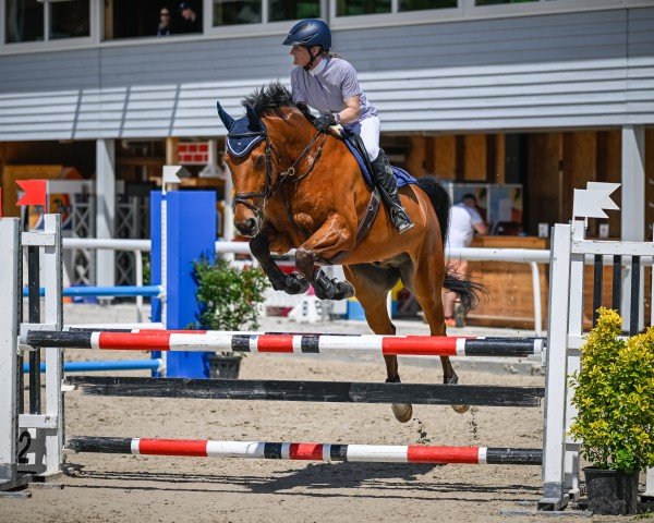 Springpferd Ganna des Biolettes (Schweizer Warmblut, 2009, von Galant Normand)