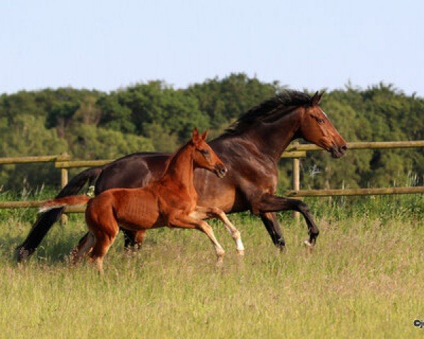 dressage horse Bovbjerg Fyr (German Sport Horse, 2023, from Ben Benicio)