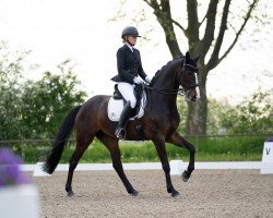 dressage horse Divina Wi (Württemberger, 2013, from Don Diamond)