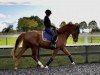 dressage horse Finley (Hanoverian, 2018, from Finnigan)
