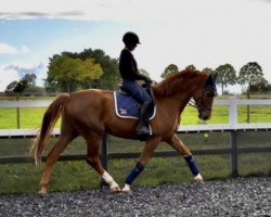 dressage horse Finley (Hanoverian, 2018, from Finnigan)
