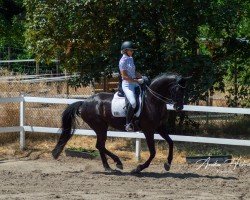 dressage horse Fräulein Florence Wi (German Sport Horse, 2014, from Fürst Romancier)