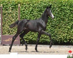 dressage horse Hengst von Bonhoeffer / Rock Forever I (Oldenburg, 2023, from Bonhoeffer)