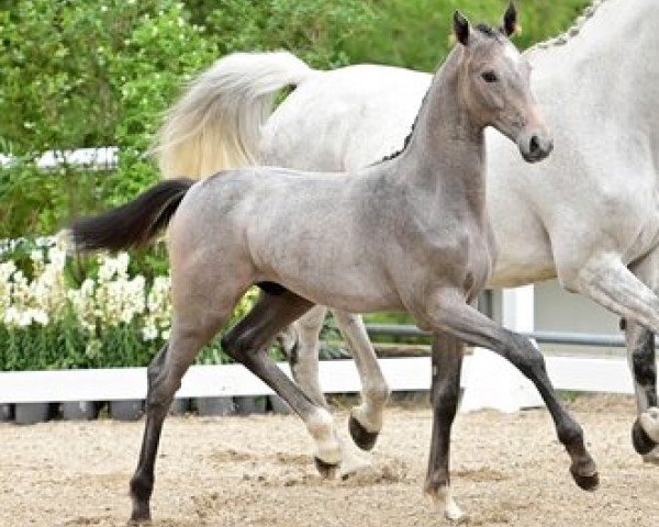 jumper Gatsby (Oldenburg show jumper, 2023, from Grey Butt)