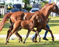 jumper Nikita ZS (Hanoverian, 2023, from Nairobi de Muze)