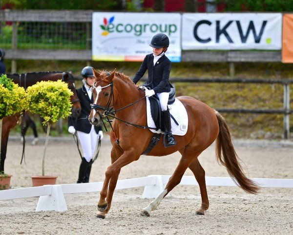 dressage horse Diva Deluxe de Fontaine (Oldenburg, 2016, from Don Deluxe)