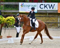 dressage horse Diva Deluxe de Fontaine (Oldenburg, 2016, from Don Deluxe)
