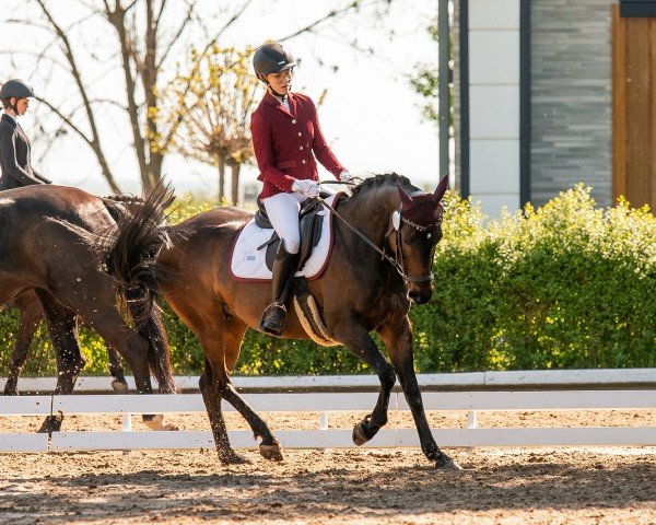 broodmare Air Star (German Riding Pony, 2013, from Airman xx)