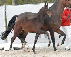 dressage horse Dark Diamond (Westphalian, 2023, from Diamantenglanz)