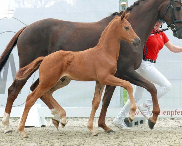 Dressurpferd Von Herzen (Westfale, 2023, von Vaderland OLD)