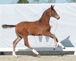 dressage horse Benzema (Westphalian, 2023, from Belissimo NRW)