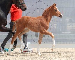 dressage horse Be my Love (Westphalian, 2023, from Callaho's Benicio)