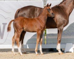 dressage horse Franz Heinrich (Westphalian, 2023, from Franziskus FRH)