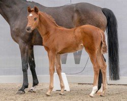 dressage horse Filia Lou (Westphalian, 2023, from Fidertanz)