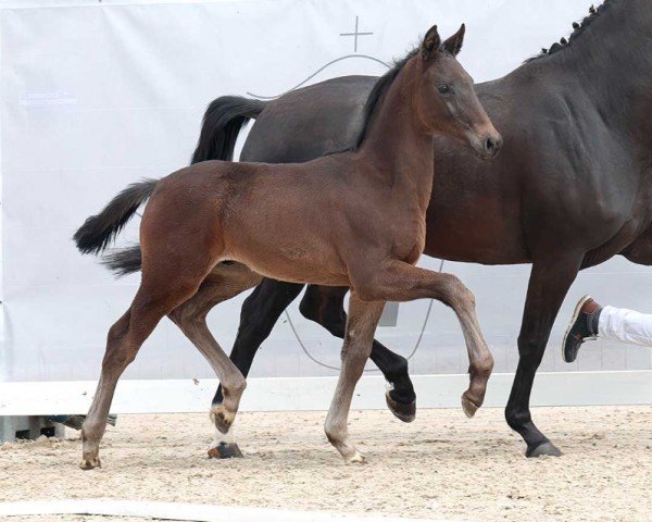 dressage horse Entertainer (Westphalian, 2023, from Escaneno)